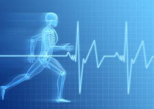 anatomy,biology,bodies,cardiology,conditions,endurance,fitness,Fotolia,health,heart rates,humans,medical,orthopedic,people,physical,pulses,running,sciences,therapies